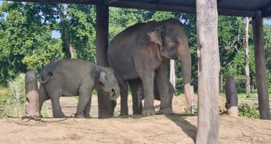 Chitwan Elephant