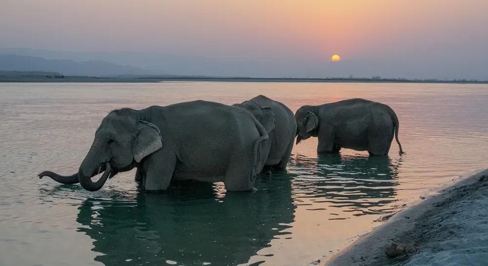 Chitwan
