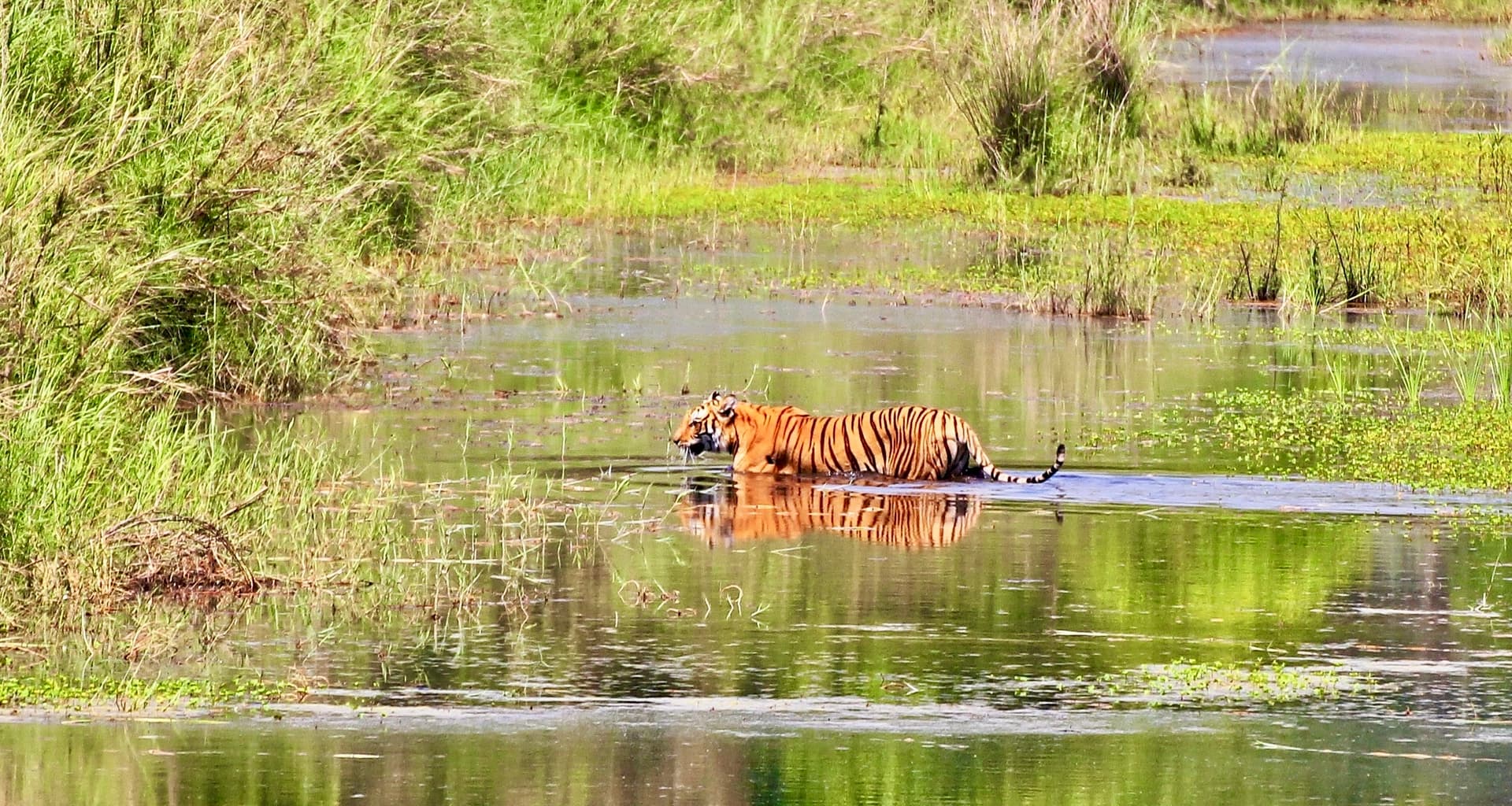 Bardiya national Park safari
